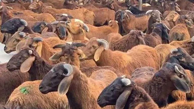 Sheep Scam: సంగారెడ్డిలో గల్లంతు అయిన గొర్రెల పంపిణీ పథకం డేటా..?