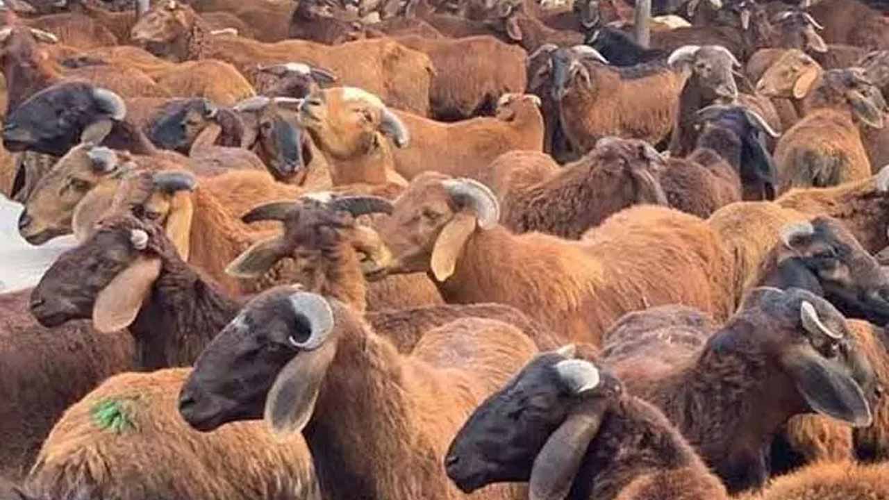 Sheep Scam: సంగారెడ్డిలో గల్లంతు అయిన గొర్రెల పంపిణీ పథకం డేటా..?