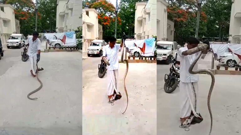 Tirumala: తిరుమలలో భారీ జెర్రిపోతు.. భయంతో పరుగులు తీసిన భక్తులు