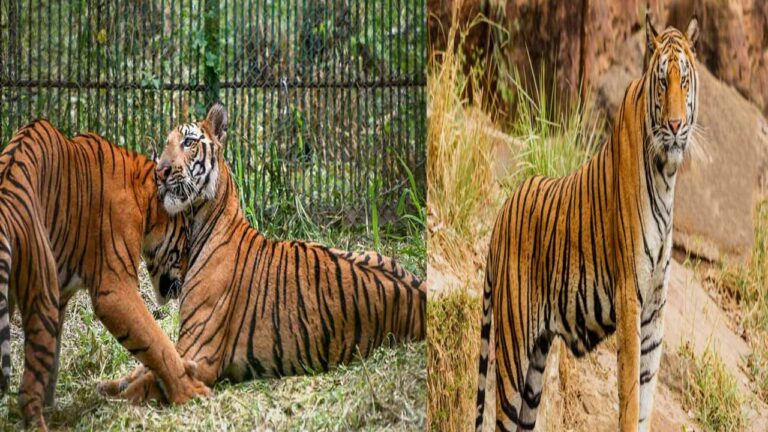 Tigers: టైగర్‌ రిజర్వు ఫారెస్టులో పెద్దపులుల సంరక్షణకు ప్రత్యేక చర్యలు..
