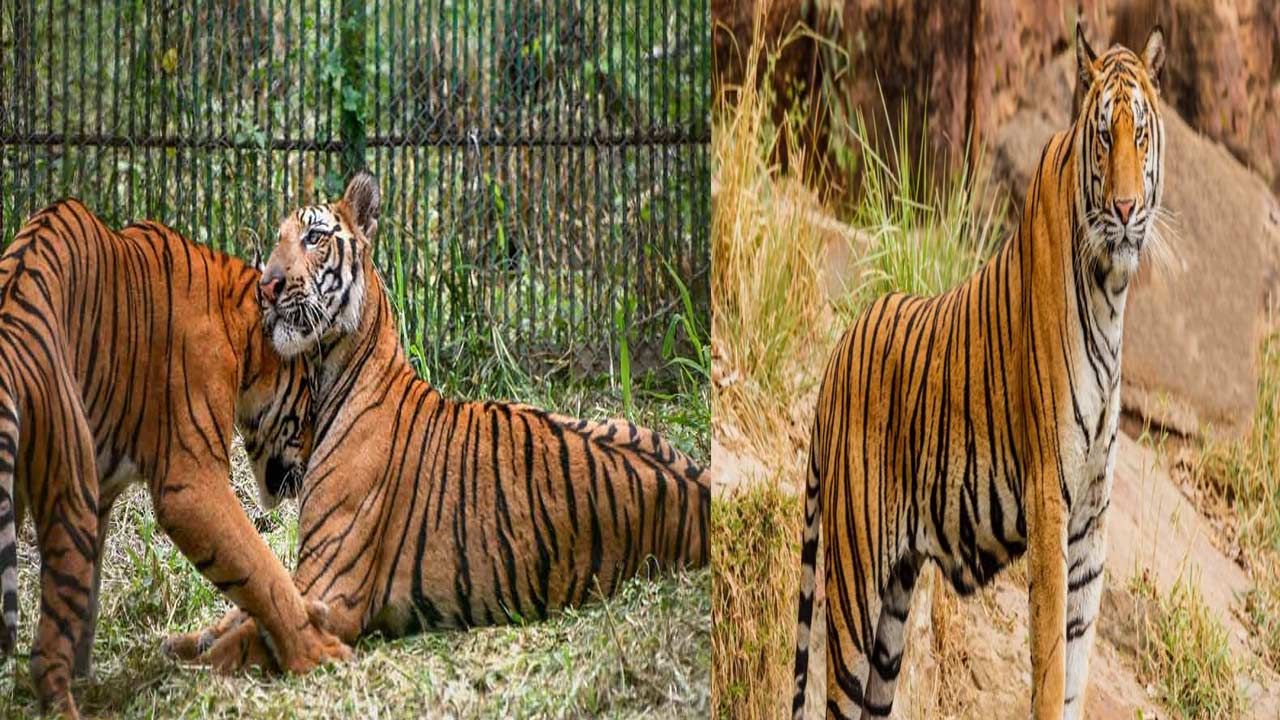 Tigers: టైగర్‌ రిజర్వు ఫారెస్టులో పెద్దపులుల సంరక్షణకు ప్రత్యేక చర్యలు..