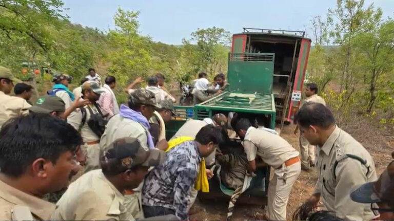 Tiger: 36 గ్రామాల ప్రజలను భయపెట్టిన పులి.. 11 రోజులు శ్రమించి పట్టేశారు