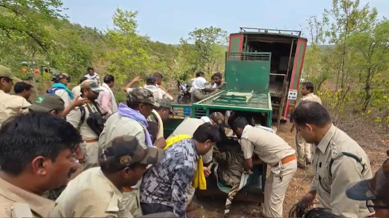 Tiger: 36 గ్రామాల ప్రజలను భయపెట్టిన పులి.. 11 రోజులు శ్రమించి పట్టేశారు