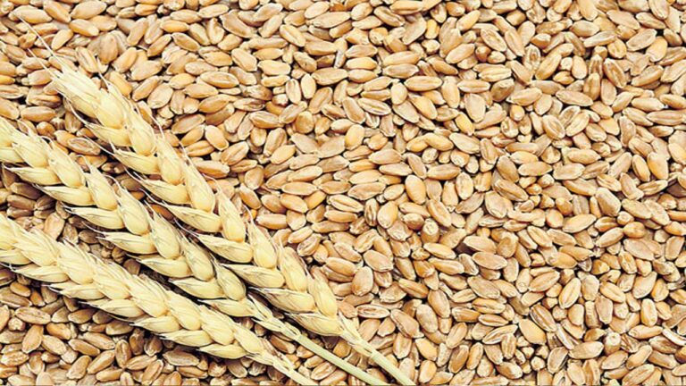 Wheat: గోధుమల స్టాక్‌ పరిమితిపై కేంద్రం కీలక నిర్ణయం..