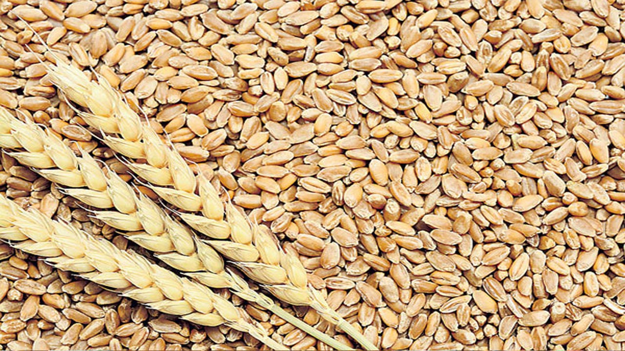 Wheat: గోధుమల స్టాక్‌ పరిమితిపై కేంద్రం కీలక నిర్ణయం..