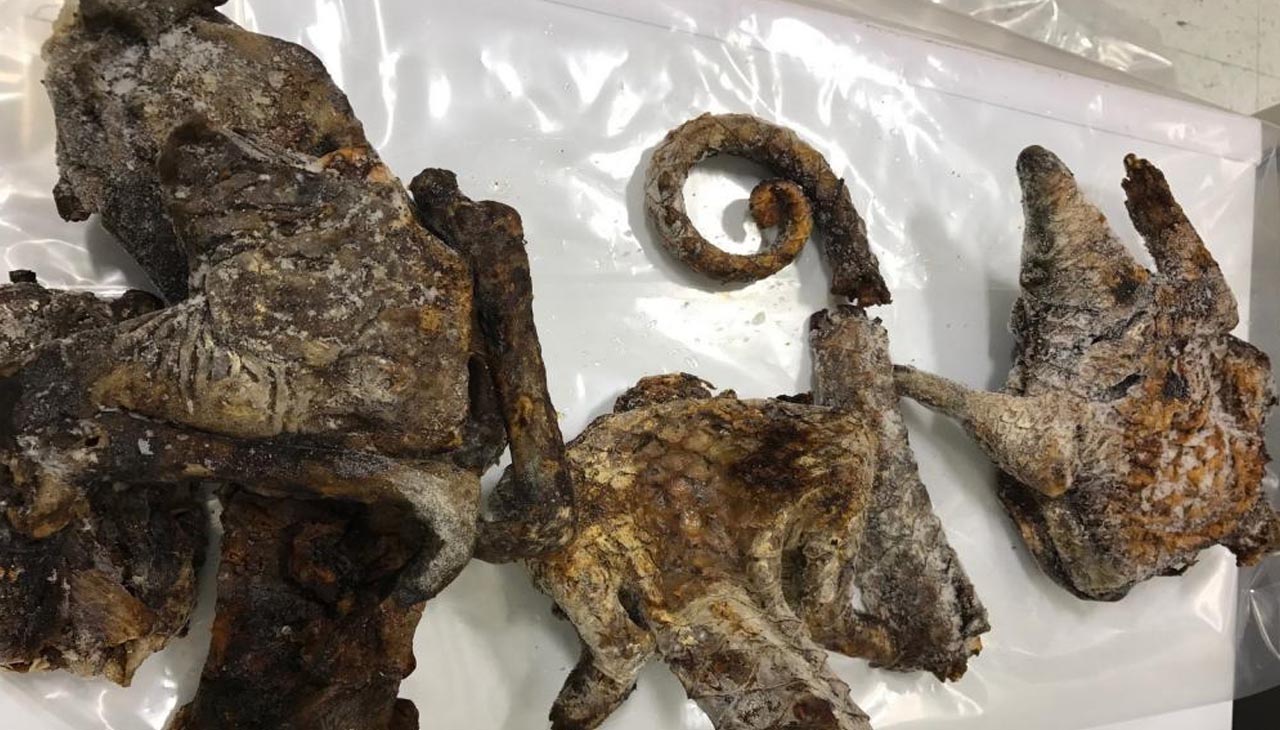 Animal Smuggling : బెజవాడ కేంద్రంగా వైల్డ్ లైఫ్ యానిమల్ స్మగ్లింగ్..