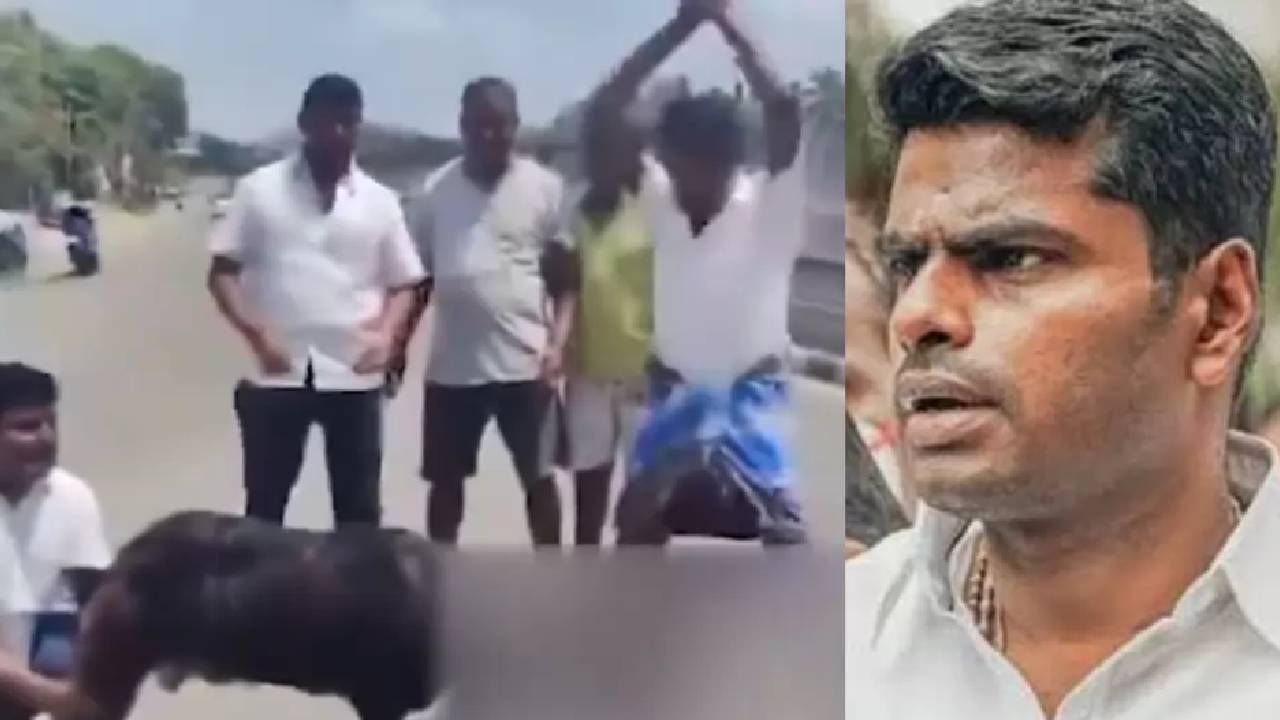 Annamalai: మేకకు అన్నామలై ఫోటో తగిలించి, నడిరోడ్డుపై తలనరికి డీఎంకే సంబరాలు.. వీడియో వైరల్..