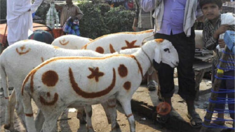 Bakrid Goat Cost : వామ్మో.. ఒక్క గొర్రె రూ.7.5 లక్షలు.. బక్రీద్ ఎఫెక్ట్..
