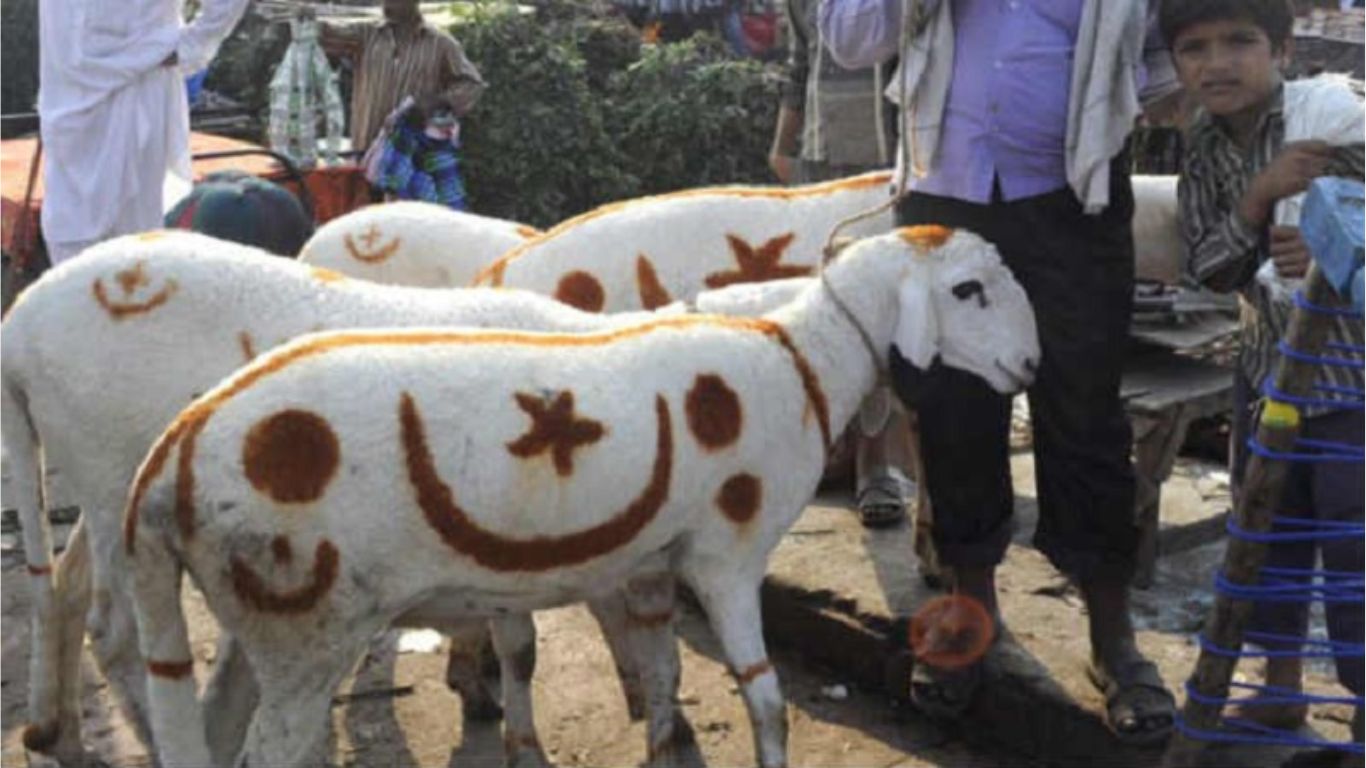 Bakrid Goat Cost : వామ్మో.. ఒక్క గొర్రె రూ.7.5 లక్షలు.. బక్రీద్ ఎఫెక్ట్..