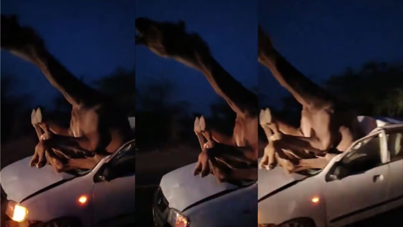 Camel on Car: ఇదేందయ్యా ఇది.. కారుపై ఒంటె ఇలా ఐపోయింది..