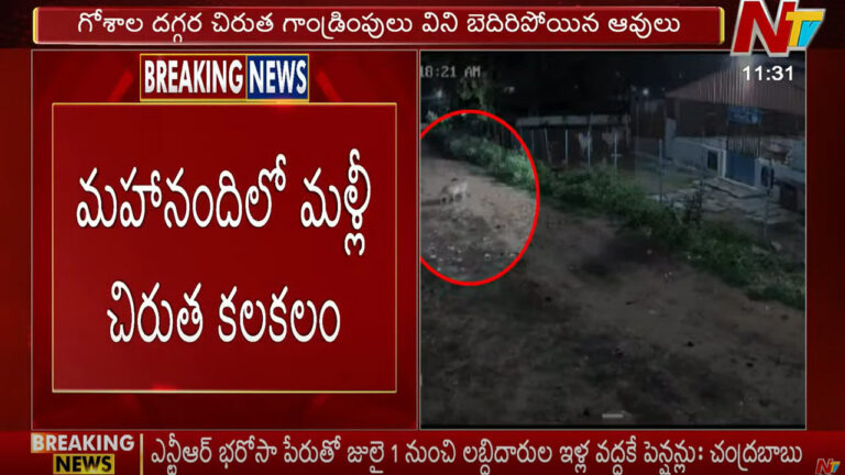 Leopard: మహానంది క్షేత్రంలో మళ్లీ చిరుత కలకలం.. బెదిరిపోతున్న భక్తులు..!