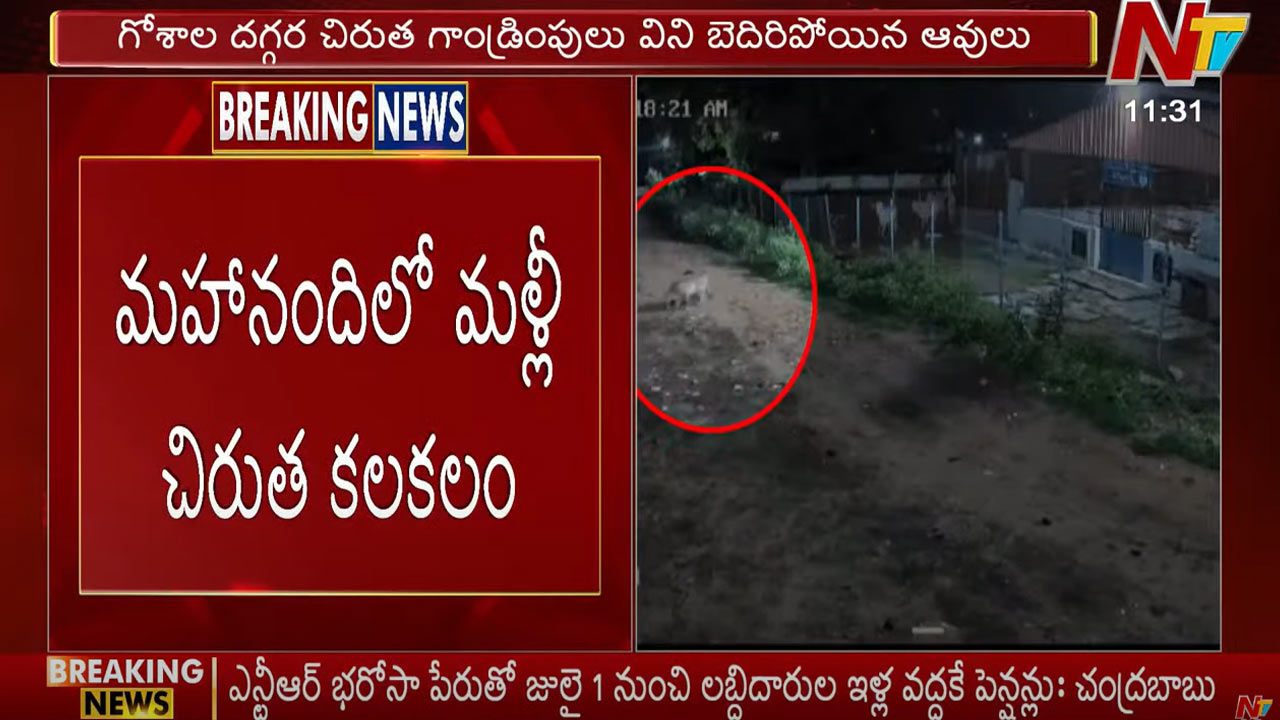 Leopard: మహానంది క్షేత్రంలో మళ్లీ చిరుత కలకలం.. బెదిరిపోతున్న భక్తులు..!