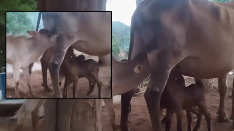 Andhra Pradesh: మేక పిల్లలకు తల్లిగా మారిన ఆవు.. పాలిస్తూ.. ప్రేమను పంచుతూ..