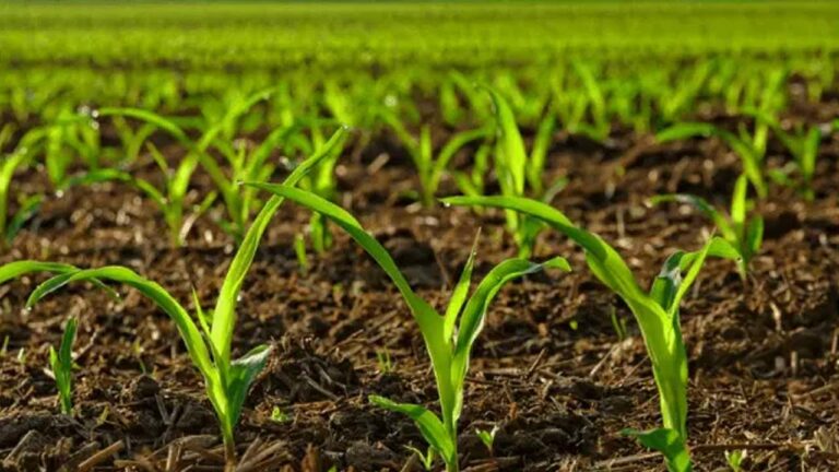 New Crop : కొత్త వాణిజ్య పంటను కనుగొన్న నెల్లూరు రైతులు