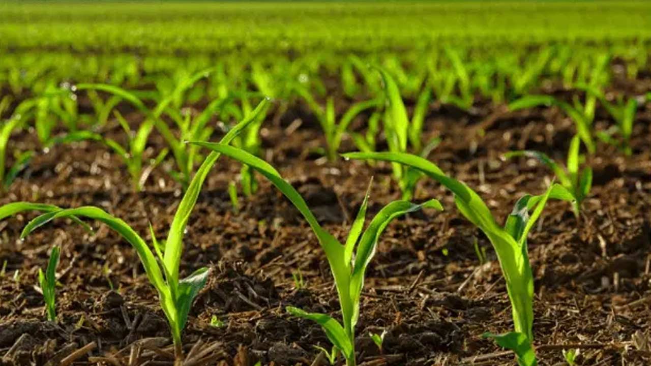 New Crop : కొత్త వాణిజ్య పంటను కనుగొన్న నెల్లూరు రైతులు