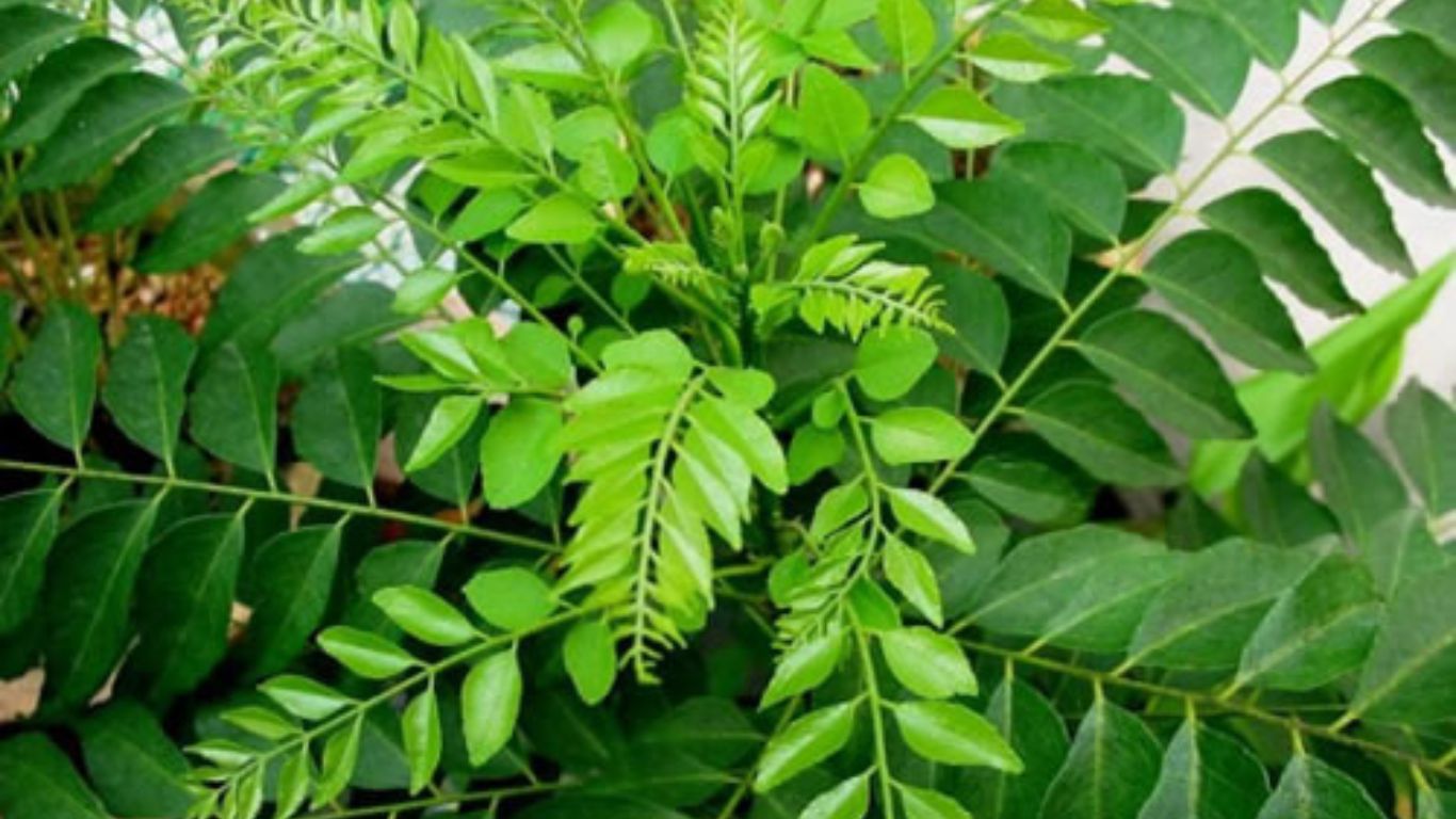 Curry Leaves: కరివేపాకు ఆరోగ్య సంజీవని.. ఈ ఆకుతో ఇన్ని ప్రయోజనాలా..!