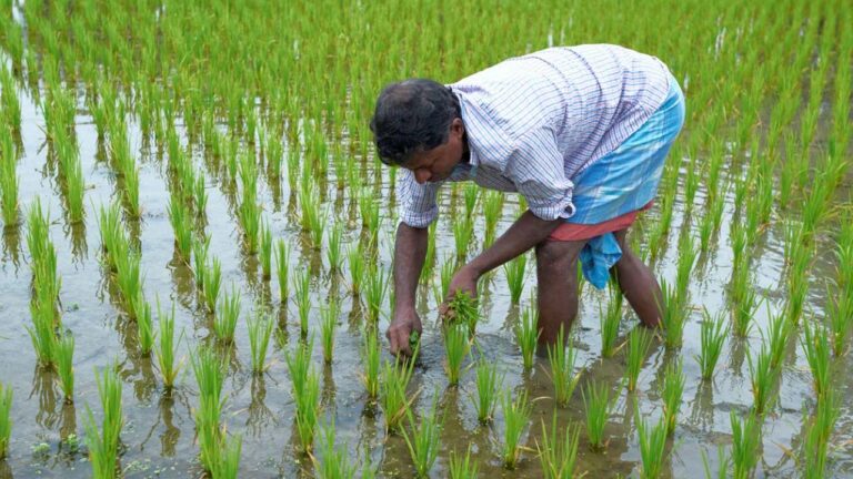 Farming : రైతులు సన్న రకం వరిపై ఆసక్తి చూపడం లేదా.?