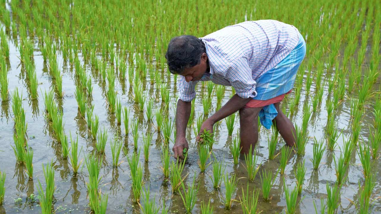 Farming : రైతులు సన్న రకం వరిపై ఆసక్తి చూపడం లేదా.?