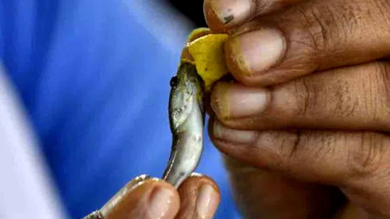 Fish Prasadam: చేప ప్రసాదం పంపిణీ.. నాంపల్లి మైదానంలో విస్తృత ఏర్పాట్లు