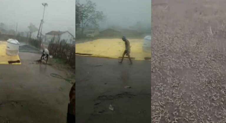 Farmers are Worried: తెలంగాణలో ఈదురు గాలులతో వర్షం.. రైతులు ఆందోళన