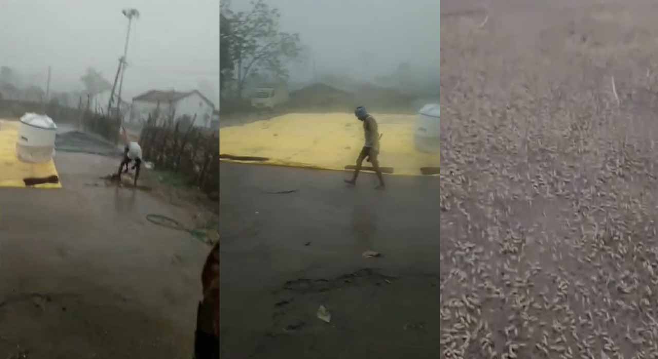 Farmers are Worried: తెలంగాణలో ఈదురు గాలులతో వర్షం.. రైతులు ఆందోళన