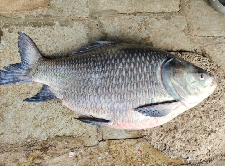 Katla Fish : 25 కిలోల భారీ కాట్లా చేప, ఎగబడ్డ జనం..