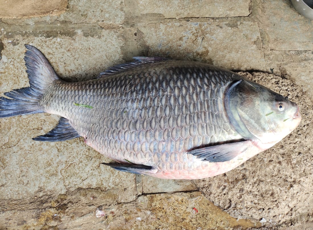 Katla Fish : 25 కిలోల భారీ కాట్లా చేప, ఎగబడ్డ జనం..