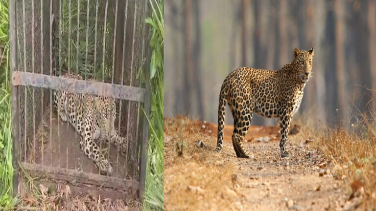 Leopard: కుక్క కోసం వచ్చి బోనులో చిక్కిన చిరుత