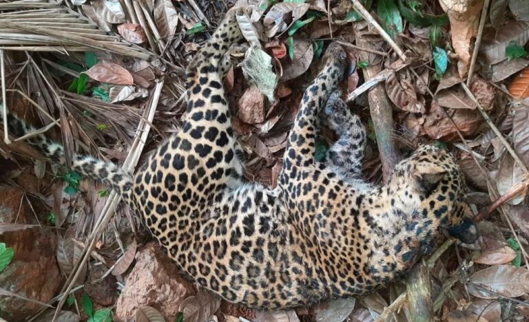 Leopard in Dig : దారితప్పి గుంతలో పడి చిక్కుకుపోయిన చిరుత పులి..