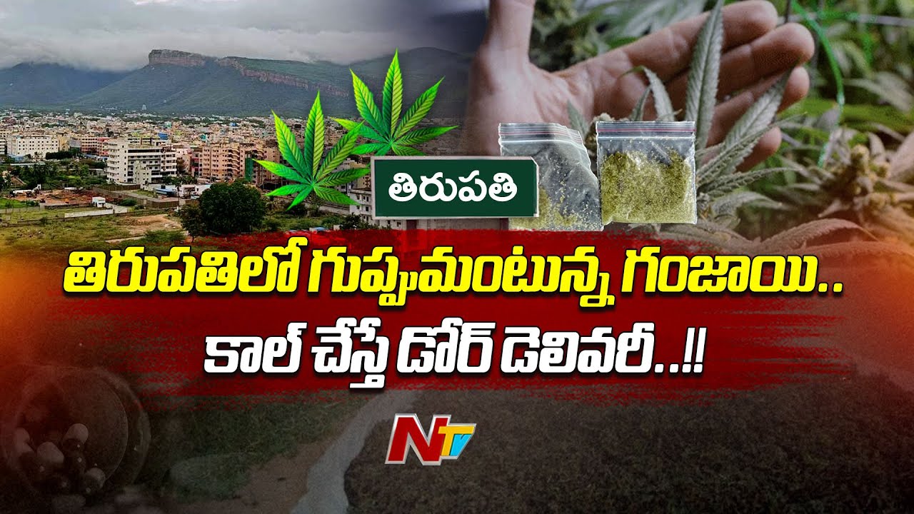 Tirupati: తిరుపతిలో గుప్పుమంటున్న గంజాయి…(వీడియో)