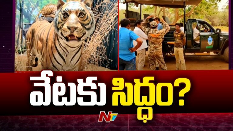 Tirupati: తిరుపతి జూ నుంచి నల్లమల అడవికి మూడు పులి పిల్లల తరలింపు(వీడియో)