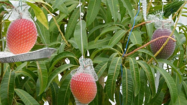 Mango : ఈ మామిడి కిలో ధర.. అక్షరాల రెండున్నర లక్షలు..