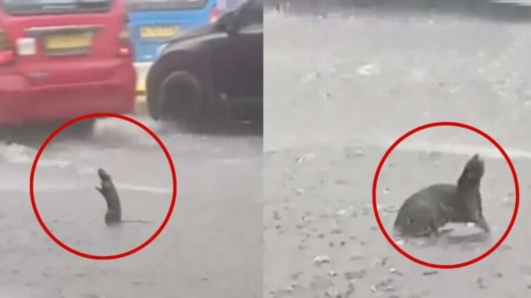 Viral : వర్షంలో ఈ ఎలుక చేసిన పనికి నెటిజన్లు ఫిదా..!