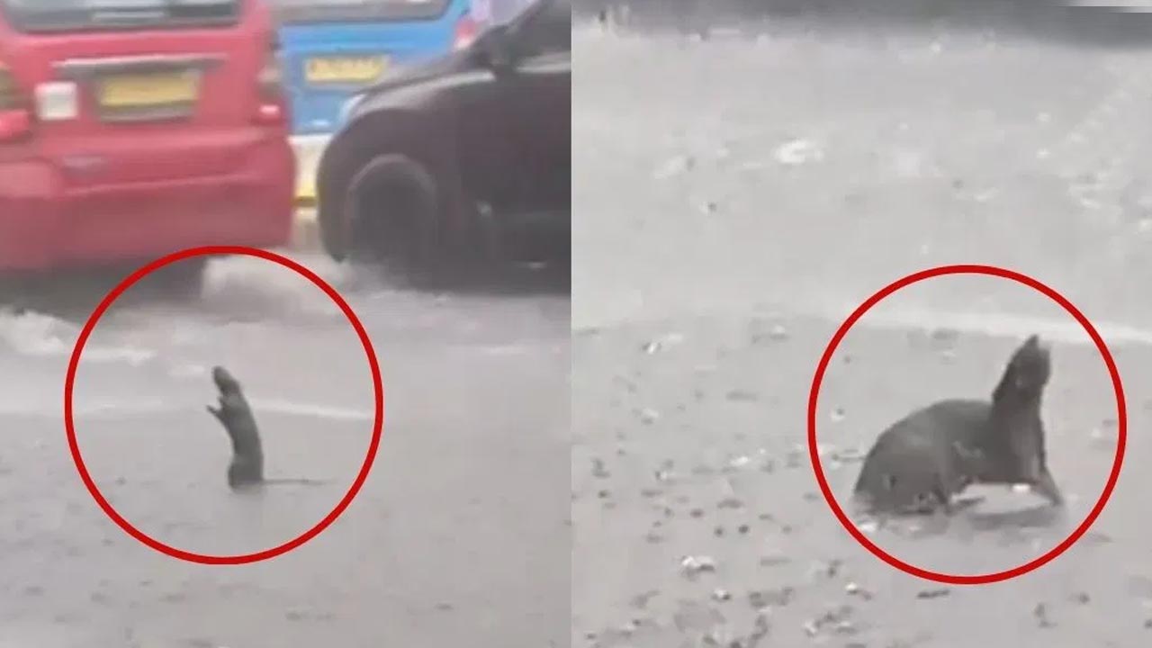 Viral : వర్షంలో ఈ ఎలుక చేసిన పనికి నెటిజన్లు ఫిదా..!