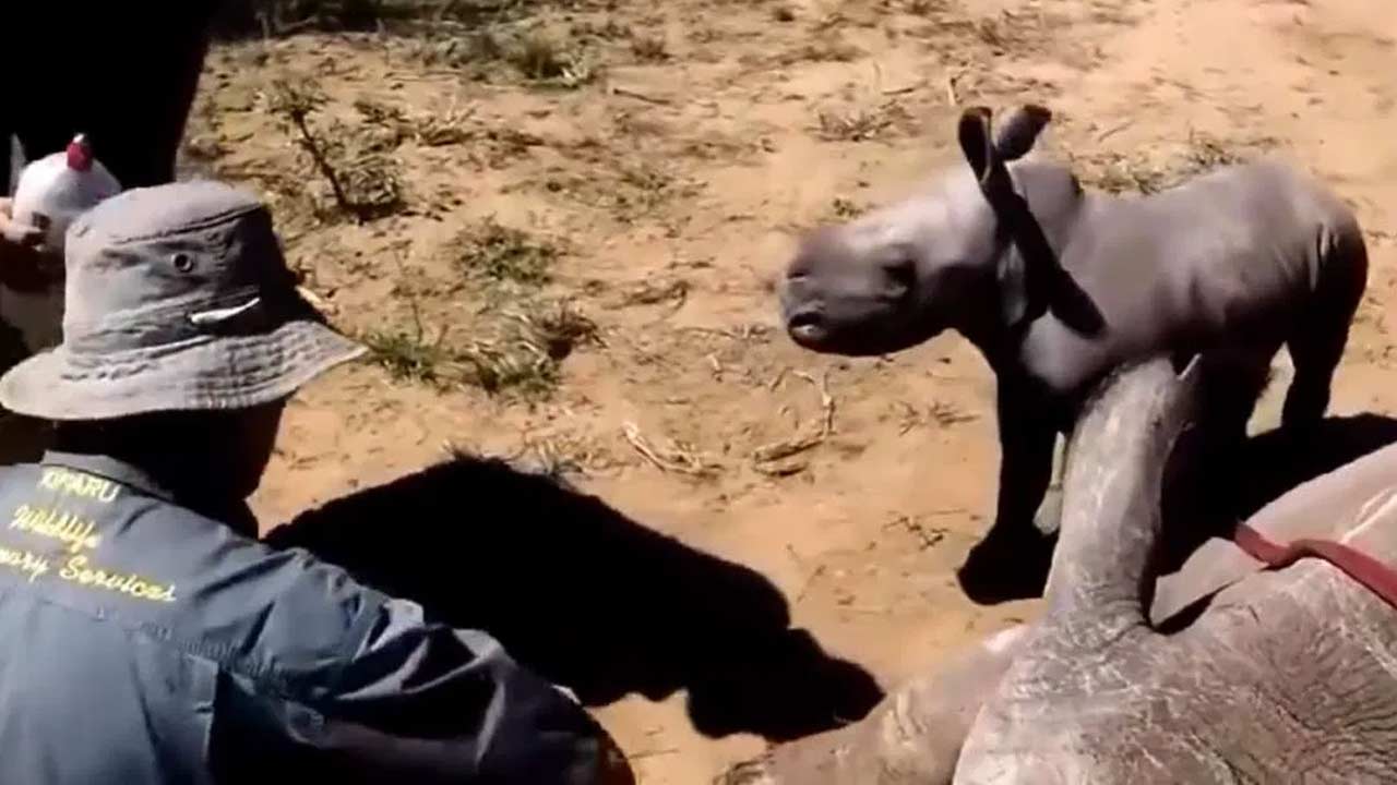 Viral : అమ్మ మీద ప్రేమ.. ఖడ్గమృగమైనా మారదు..!