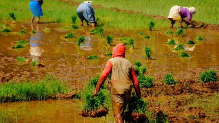Agriculture Land Survey : తెలంగాణలో నేటి నుంచి వ్యవసాయ భూముల సర్వే