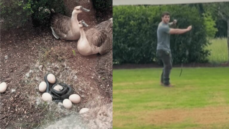 Viral Video: బాతు గుడ్లను తింటున్న పాము.. ఏం చేయలేక నిస్సయంగా బాతులు..