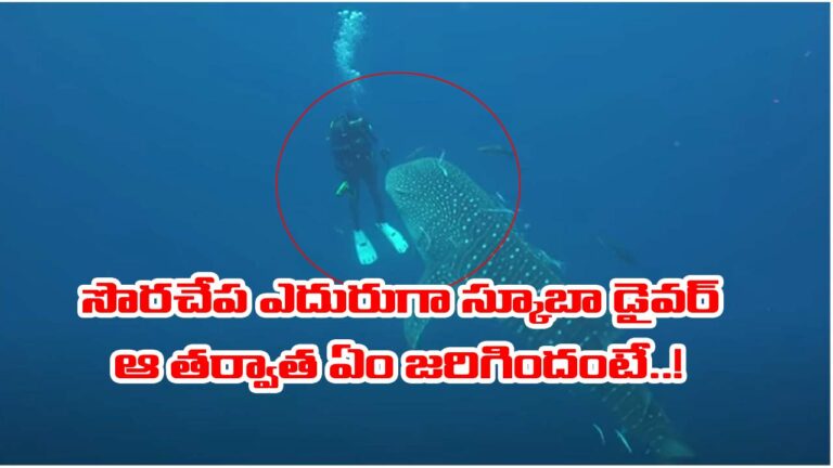 Shark video: సముద్రంలో భయానక దృశ్యం.. షార్క్‌ ఎదురుగా వచ్చిన స్కూబా డైవర్.. ఏం జరిగిందంటే..!