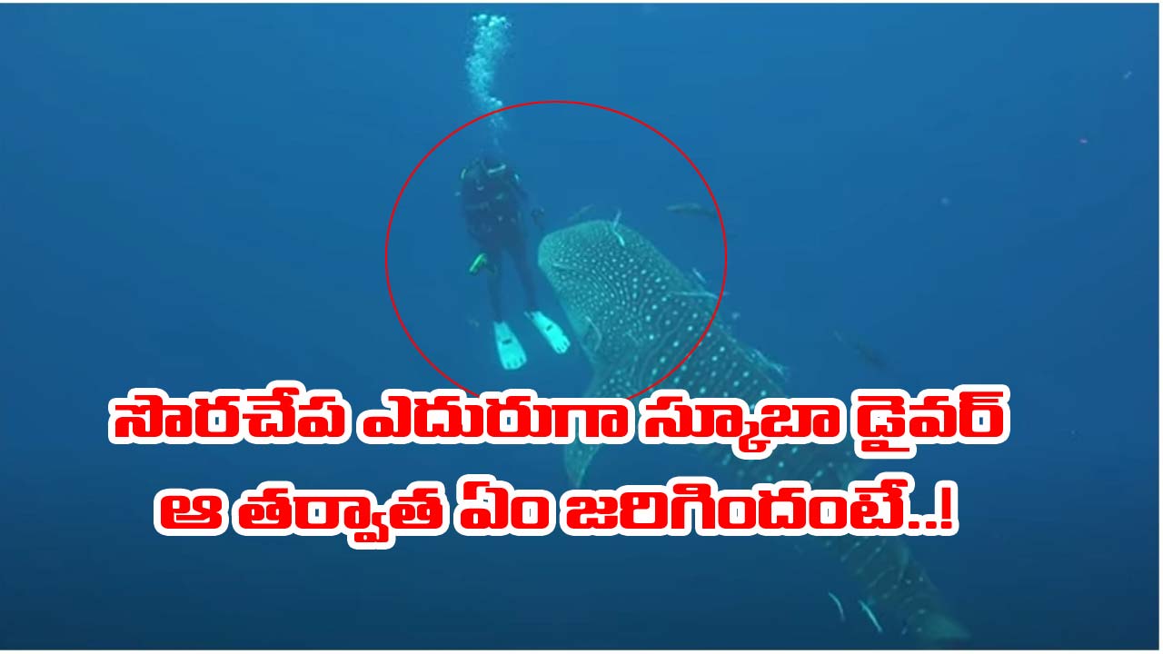 Shark video: సముద్రంలో భయానక దృశ్యం.. షార్క్‌ ఎదురుగా వచ్చిన స్కూబా డైవర్.. ఏం జరిగిందంటే..!