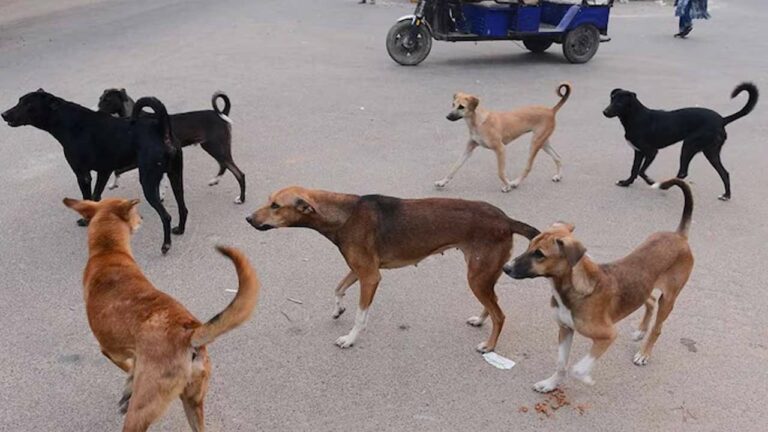 Stray Dogs : అంతులేని భయానక కథగా హైదరాబాద్‌లో వీధికుక్కల బెడద