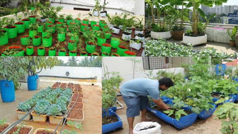 Terrace Gardening : జూన్ 23న టెర్రస్ గార్డెనింగ్‌పై శిక్షణా కార్యక్రమం