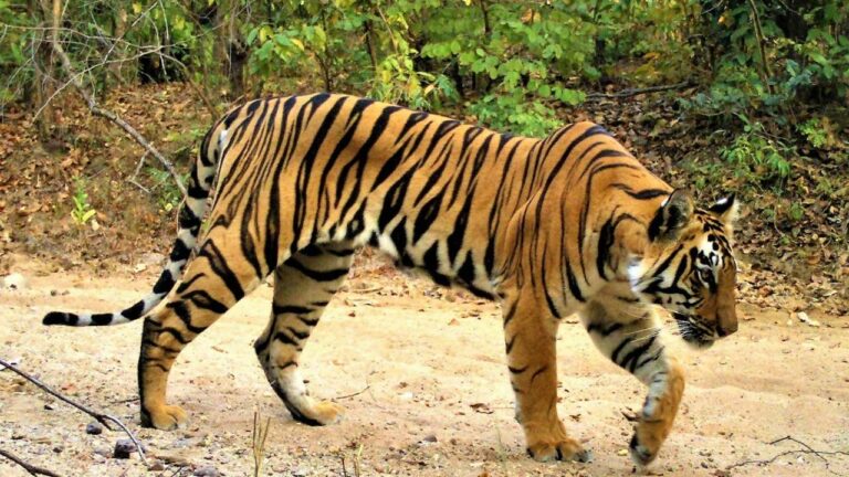 Nellore: నెల్లూరు జిల్లాలోని అటవీ ప్రాంతంలో పెద్ద పులి ఉంది..అటవీ శాఖ అధికారి వెల్లడి