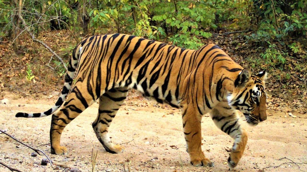 Nellore: నెల్లూరు జిల్లాలోని అటవీ ప్రాంతంలో పెద్ద పులి ఉంది..అటవీ శాఖ అధికారి వెల్లడి