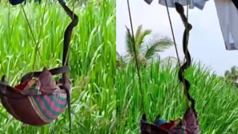 Viral Video : నిద్రపోతున్న చిన్నారి ఉయ్యాలపై నాగు పాము..!