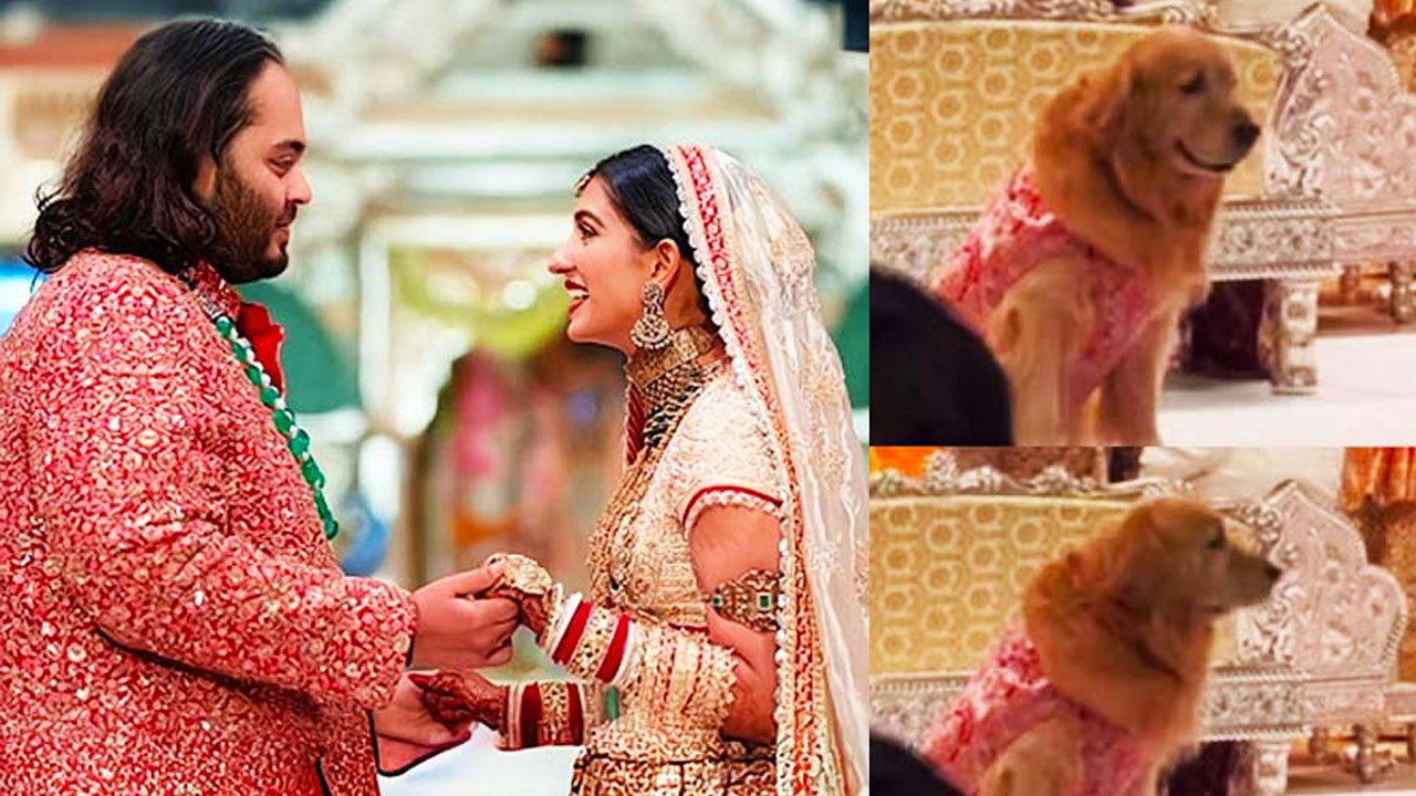 Anant Ambani: అంబానీ ఇంట కుక్కైనా ‘హ్యాపీ’నే.. పెళ్లిలో రాయల్ ట్రీట్మెంట్ చూశారా?