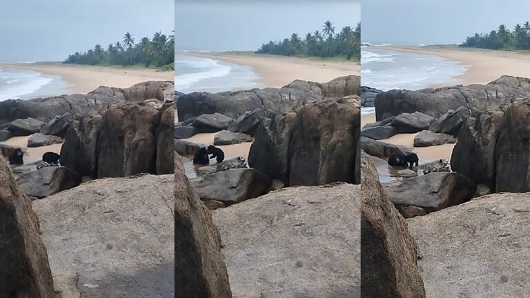 Bears on the beach: సముద్రతీరంలో ఎలుగుబంట్ల జలకాలాట.. పరుగులు పెట్టిన టూరిస్టులు