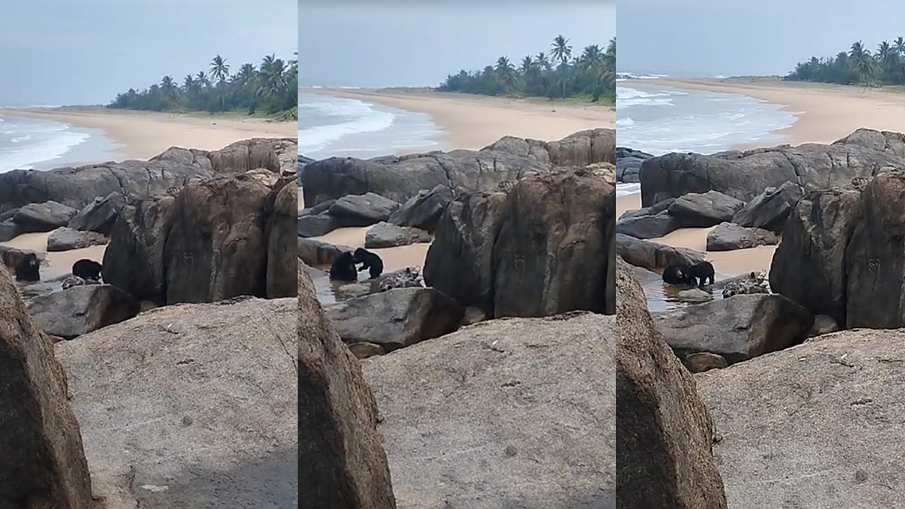 Bears on the beach: సముద్రతీరంలో ఎలుగుబంట్ల జలకాలాట.. పరుగులు పెట్టిన టూరిస్టులు