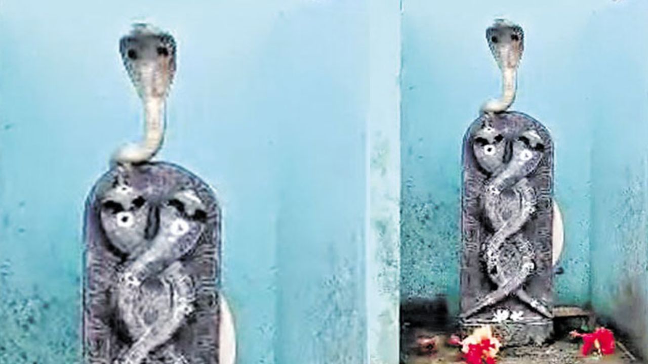 Cobra Viral Video: నాగదేవత విగ్రహంపై నాగుపాము.. అంతా ‘శివయ్య’ మహిమ!