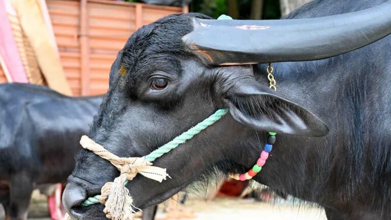 Buffalo Solved Problem: బర్రె పంచాయితీని బర్రే.. తేల్చేసింది.. ఎలాగంటే?