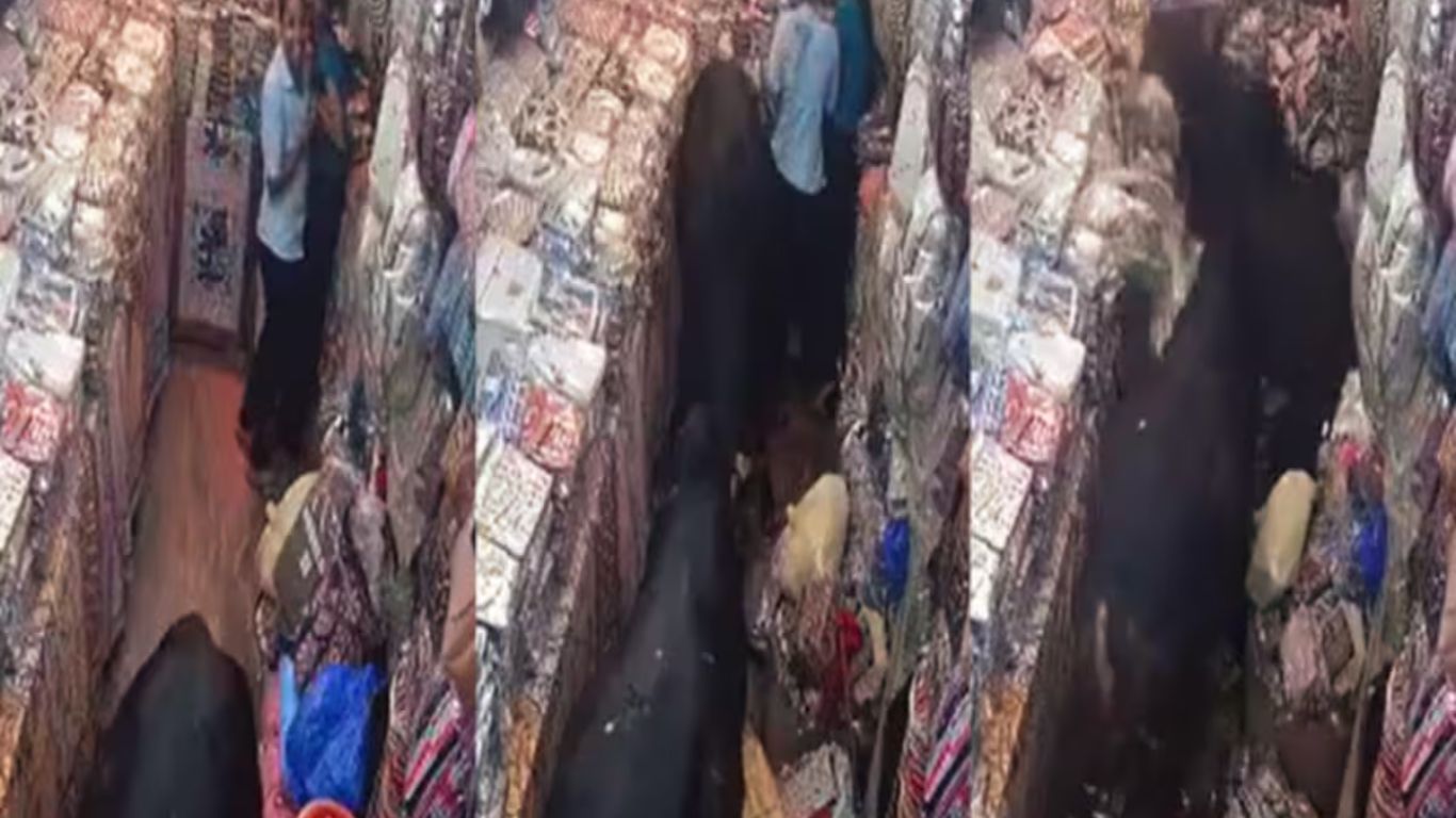 Bulls Fight: ఎద్దులపోరులోకి ఇద్దరు అమ్మాయిలు.. చివరికి..